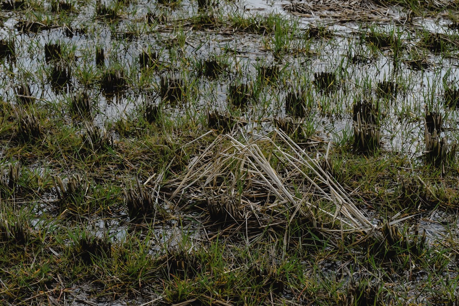 水が残った農地の土と、うねの間にたまった水。